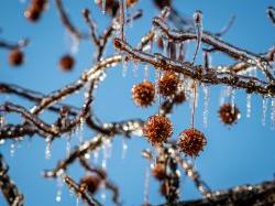 Icicles on a tree branch